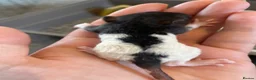 Rat rodents for sale: Baby rats ready NOW  - Advert 5