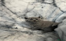 Scottish Fold cats for sale: 🐾 Scottish Fold Kittens – Sweet, Rare & Ready Now - Image 14