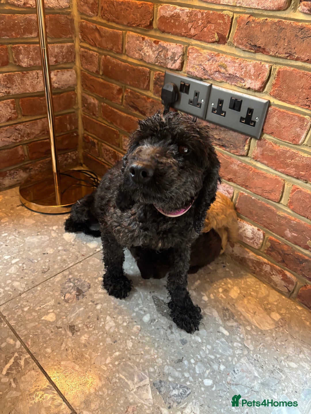 Cockapoo dogs for sale: 💙💗OUTSTANDING F1B COCKAPOOS💗💙 ready 16th jan - Advert 17