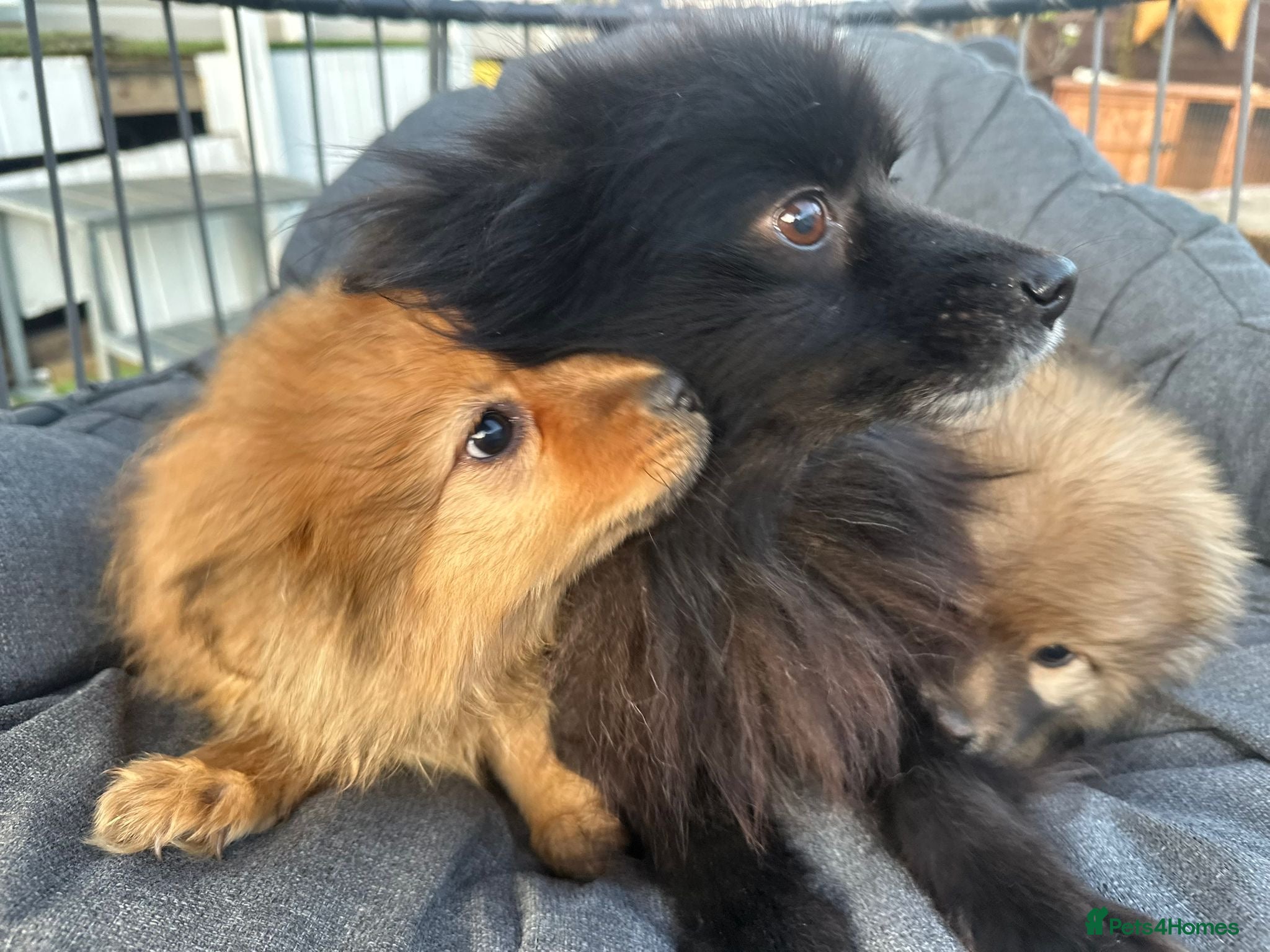 Pomeranian dogs Adorable Toy Pomeranian Puppies loving homes  - Advert 1