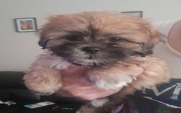 Shihpoo dogs for sale: Shih tzu puppys - Image 2