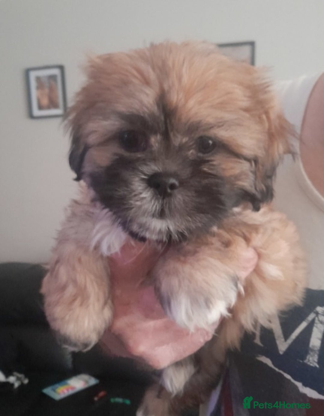 Shihpoo dogs for sale: Shih tzu puppys - Image 2