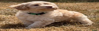 Cockapoo 2