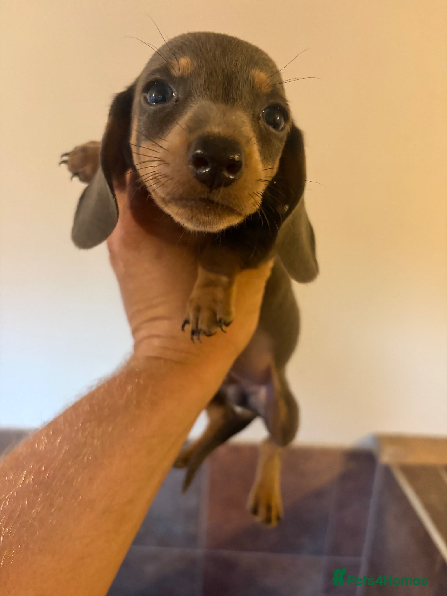 Miniature Dachshund dogs Mini dachshund (2 boys left ) - Advert 17