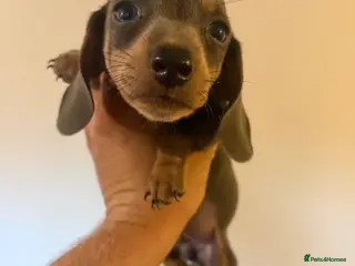 Miniature Dachshund dogs Mini dachshund (2 boys left ) - Advert 17