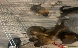 Mixed Breed dogs for sale: Mixed big family dogs  - Image 9