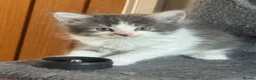Mixed Breed cats for sale: Stunning Maine coon cross ragdoll kittens ready - Advert 8