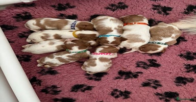 Cavalier King Charles Spaniel dogs - Advert 14