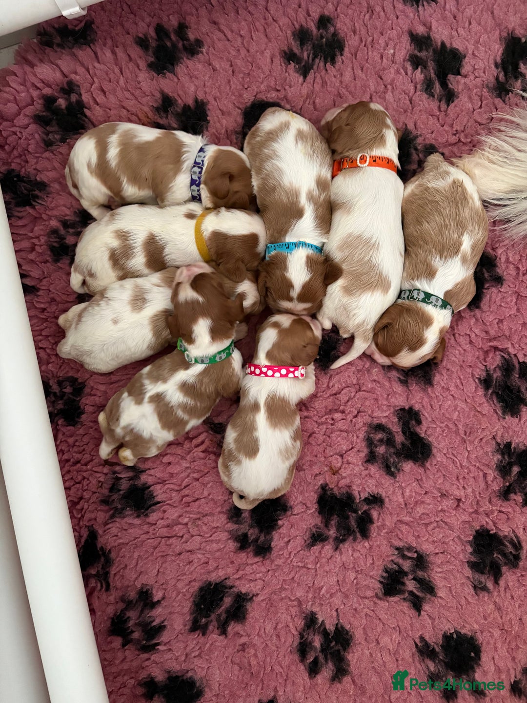 Cavalier King Charles Spaniel dogs for sale: Beautiful Cavalier King Charles Spaniels - Image 2