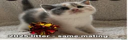 British Shorthair cats for sale: GCCF BSH Bilcolour/Tricolour chunky 🐱  - Advert 5