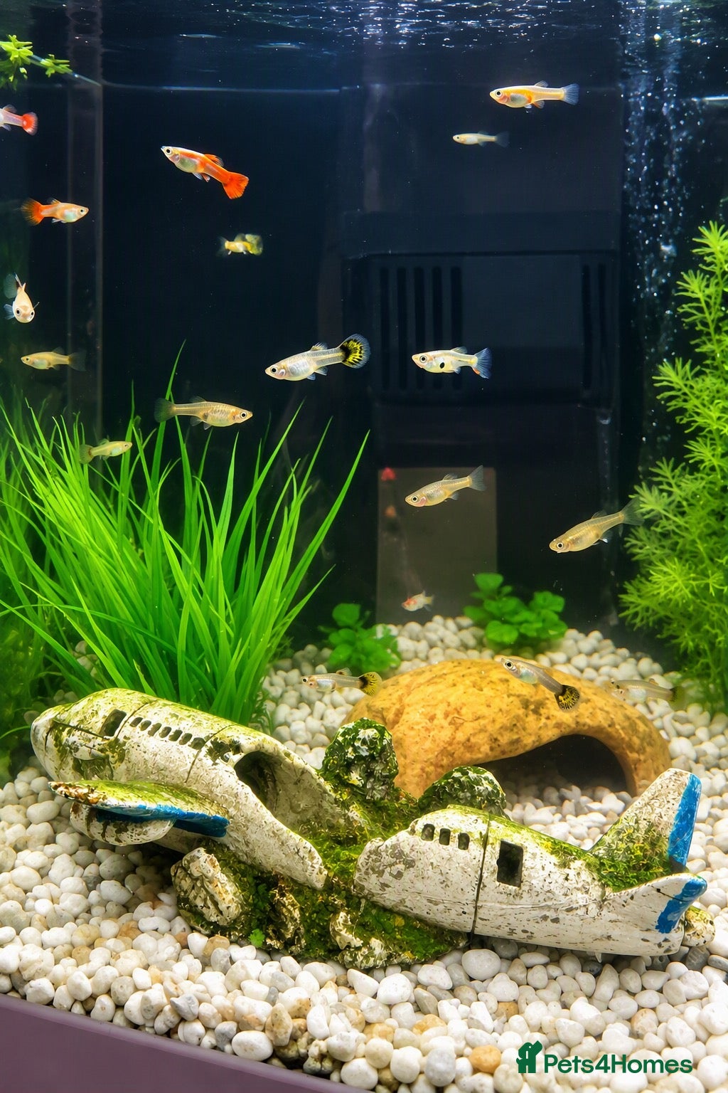 Other/Mixed Breed fish Make and female Guppies for sale  - Advert 2