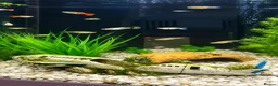 Other/Mixed Breed fish for sale: Make and female Guppies for sale  in Bournemouth - Advert 1