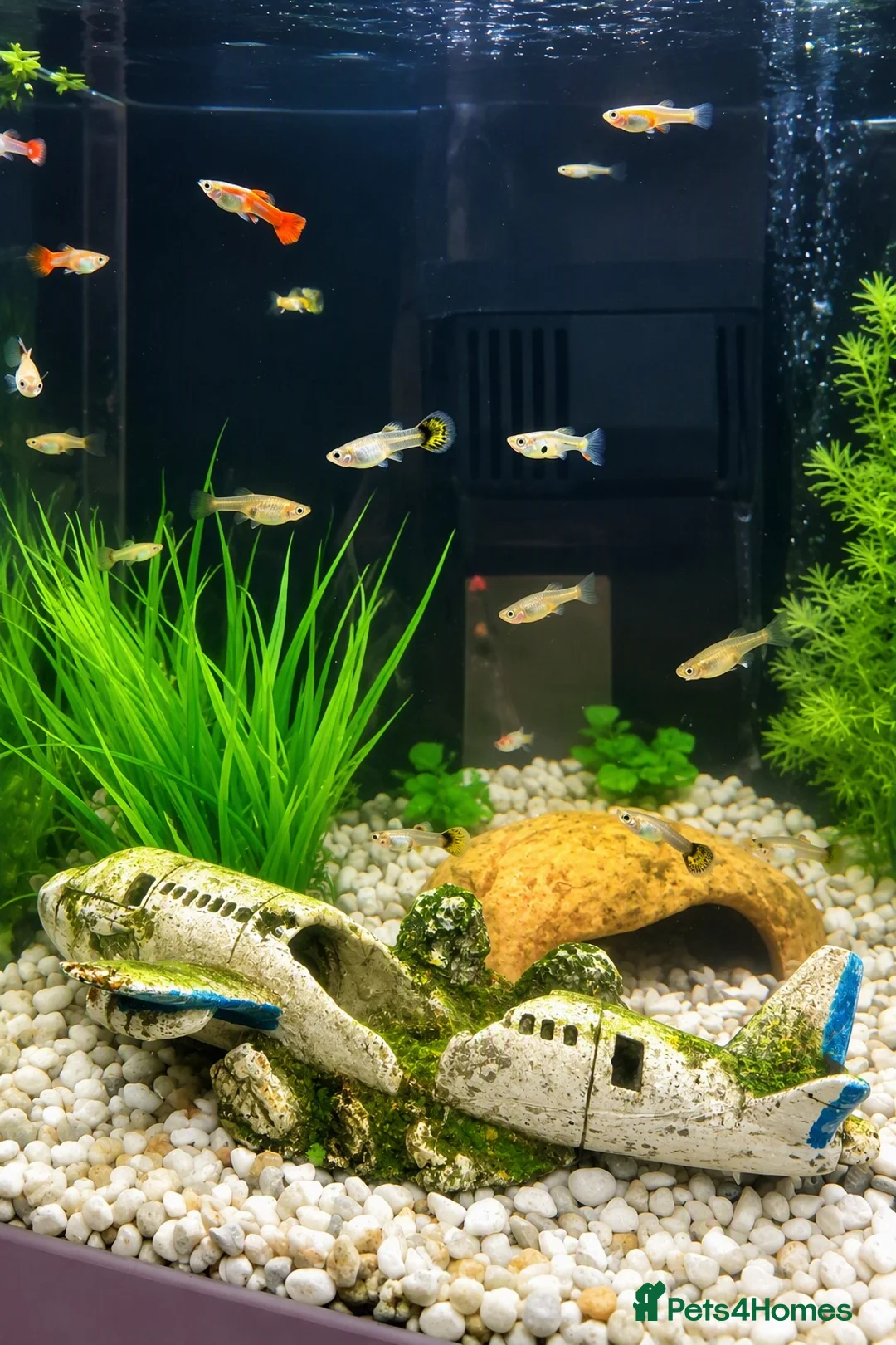 Other/Mixed Breed fish for sale: Make and female Guppies for sale  in Bournemouth - Advert 1
