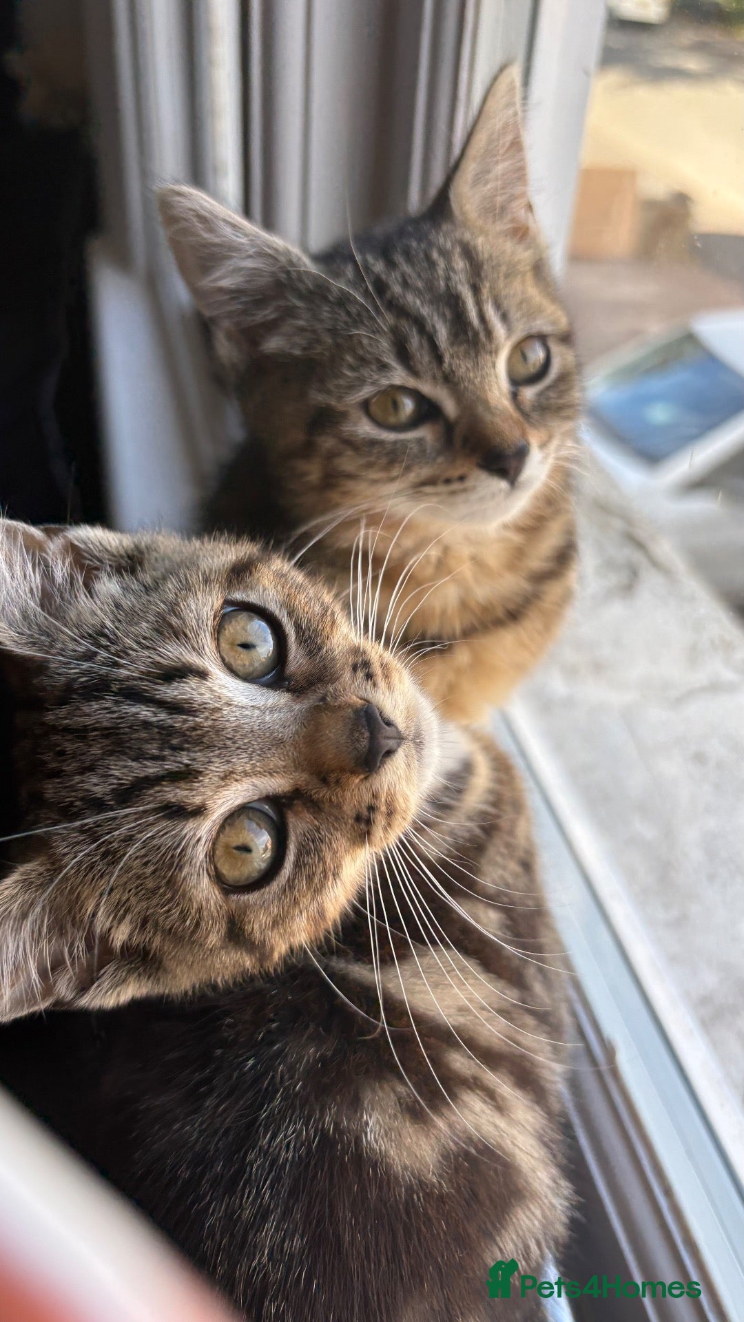 British Shorthair cats Mirah and Toast - Advert 7