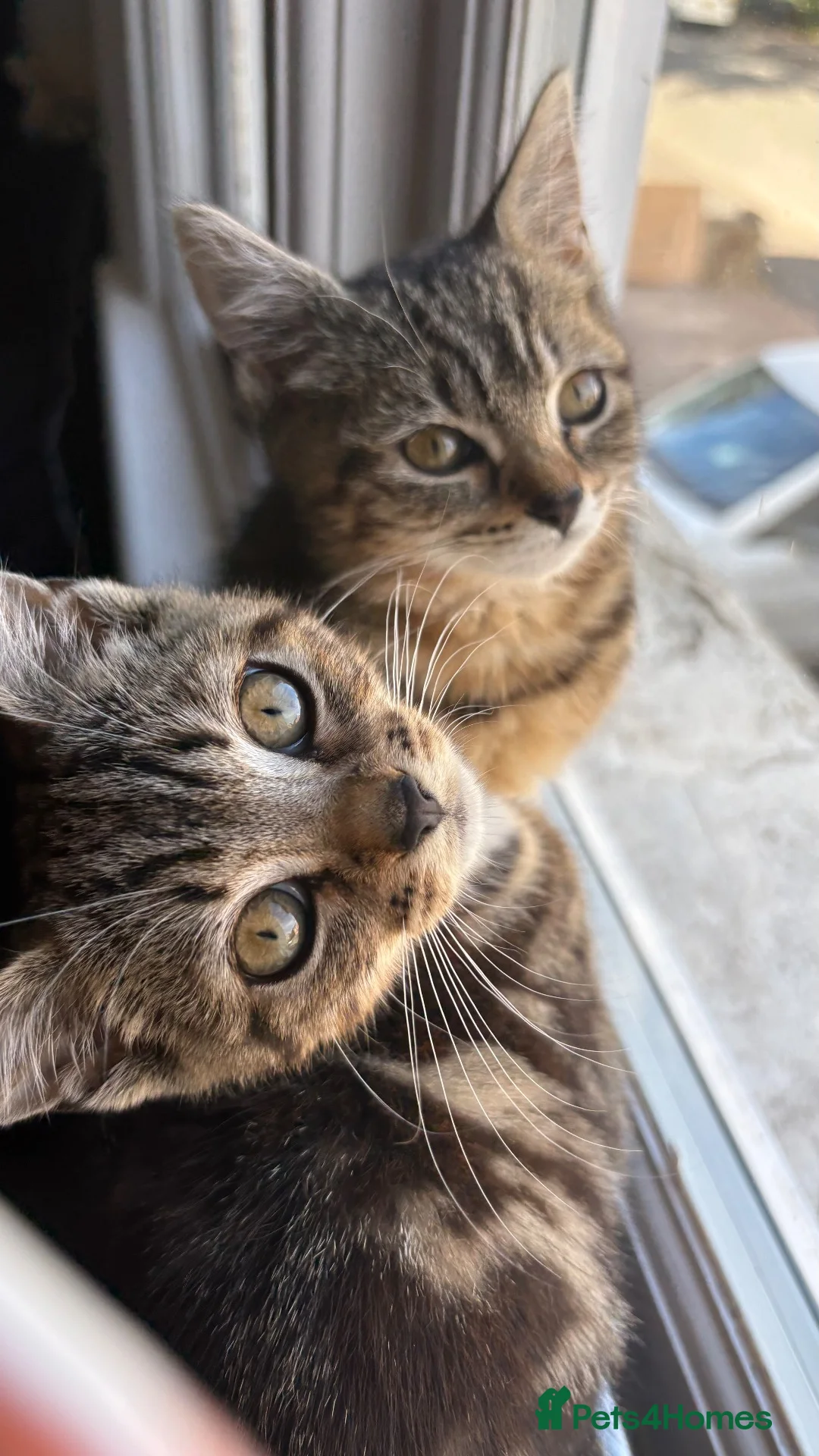 British Shorthair cats for sale: Mirah and Toast in Birmingham - Advert 1