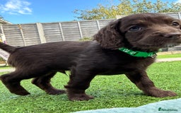 Cockapoo dogs for sale: F2 Toy Cockapoos, Two chocolate boys left - Image 10