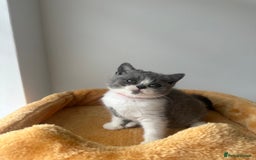 British Shorthair cats for sale: 🐻 Beautiful Teddy Bear BSH and BLH 🐻 - Image 16