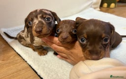Miniature Dachshund dogs for sale: Miniature Dachshund puppies 🐶  - Image 2