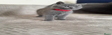 British Shorthair 2