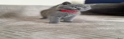 British Shorthair cats for sale: 🐱 British shorthair kittens pedigree ❤️❤️❤️ - Advert 16