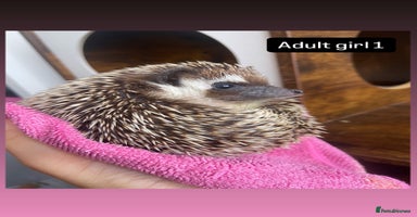Pygmy Hedgehog rodents - Advert 3