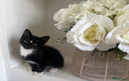 Mixed Breed cats for sale: 2 beautiful girl kittens for sale - Image 1