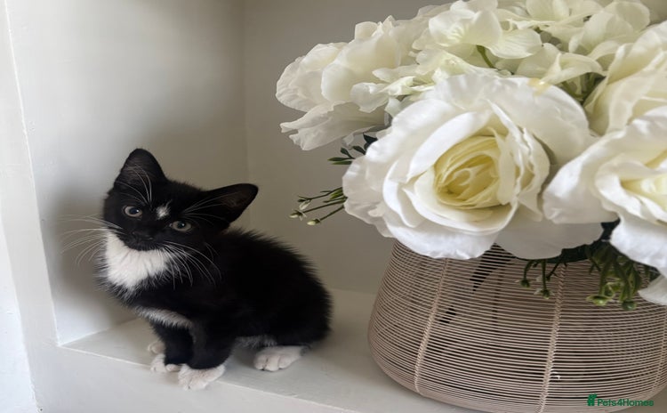 Mixed Breed cats - Advert 2