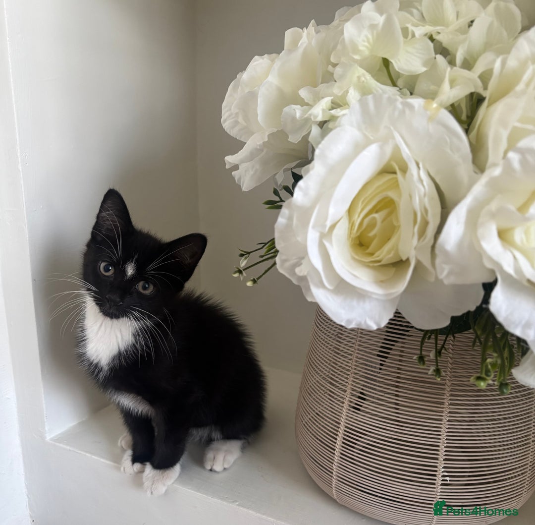 Mixed Breed cats for sale: 2 beautiful girl kittens for sale - Image 1