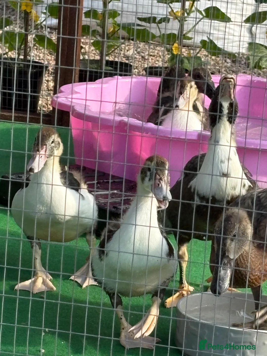 Ducks poultry for sale: MuscovyXrunner ducklings all eating and good  in Retford - Advert 2