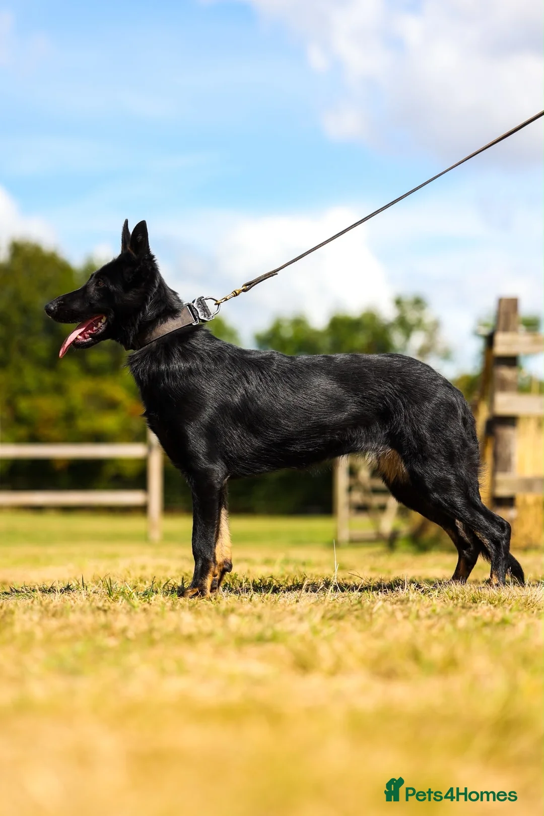 German Shepherd dogs for sale: SUPERIOR PEDIGREE BI COLOUR FEMALE - Advert 4
