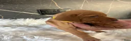 Hungarian Vizsla dogs for sale: Stunning Hungarian vizsla puppies x9 - Advert 29