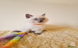 British Shorthair cats for sale: British Shorthair kittens  - Image 19
