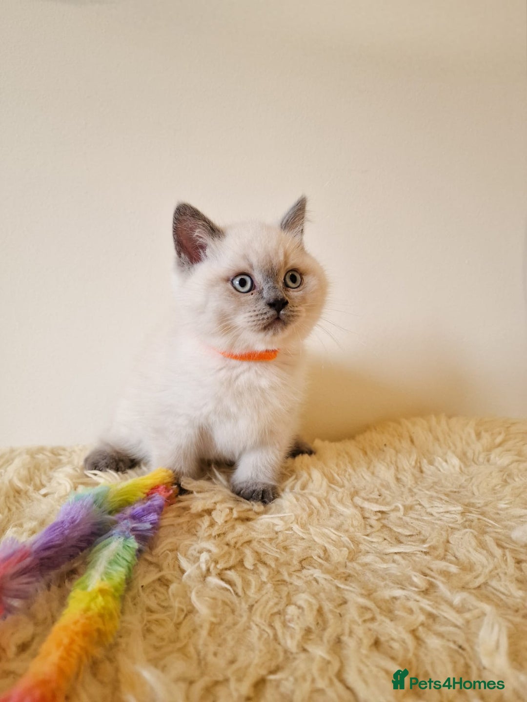 British Shorthair cats for sale: British Shorthair kittens  - Image 19