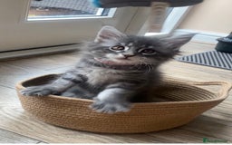 Maine Coon cats for sale: First Litter 6 Pure Maine Coon Kittens - Image 21