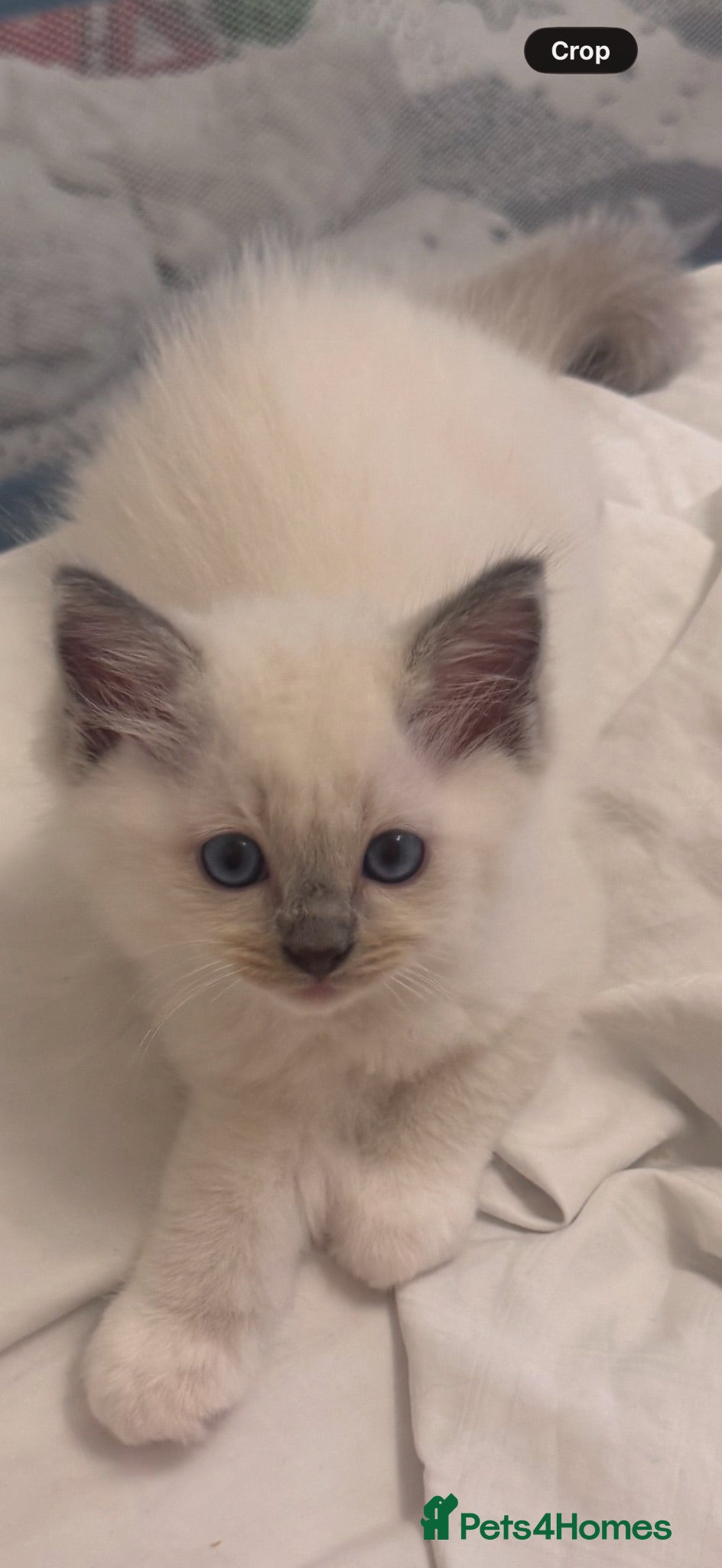 Ragdoll cats GCCF Adorable ragdoll kittens ready to gohome now - Advert 3