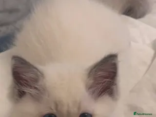 Ragdoll cats GCCF Adorable ragdoll kittens ready to gohome now - Advert 1