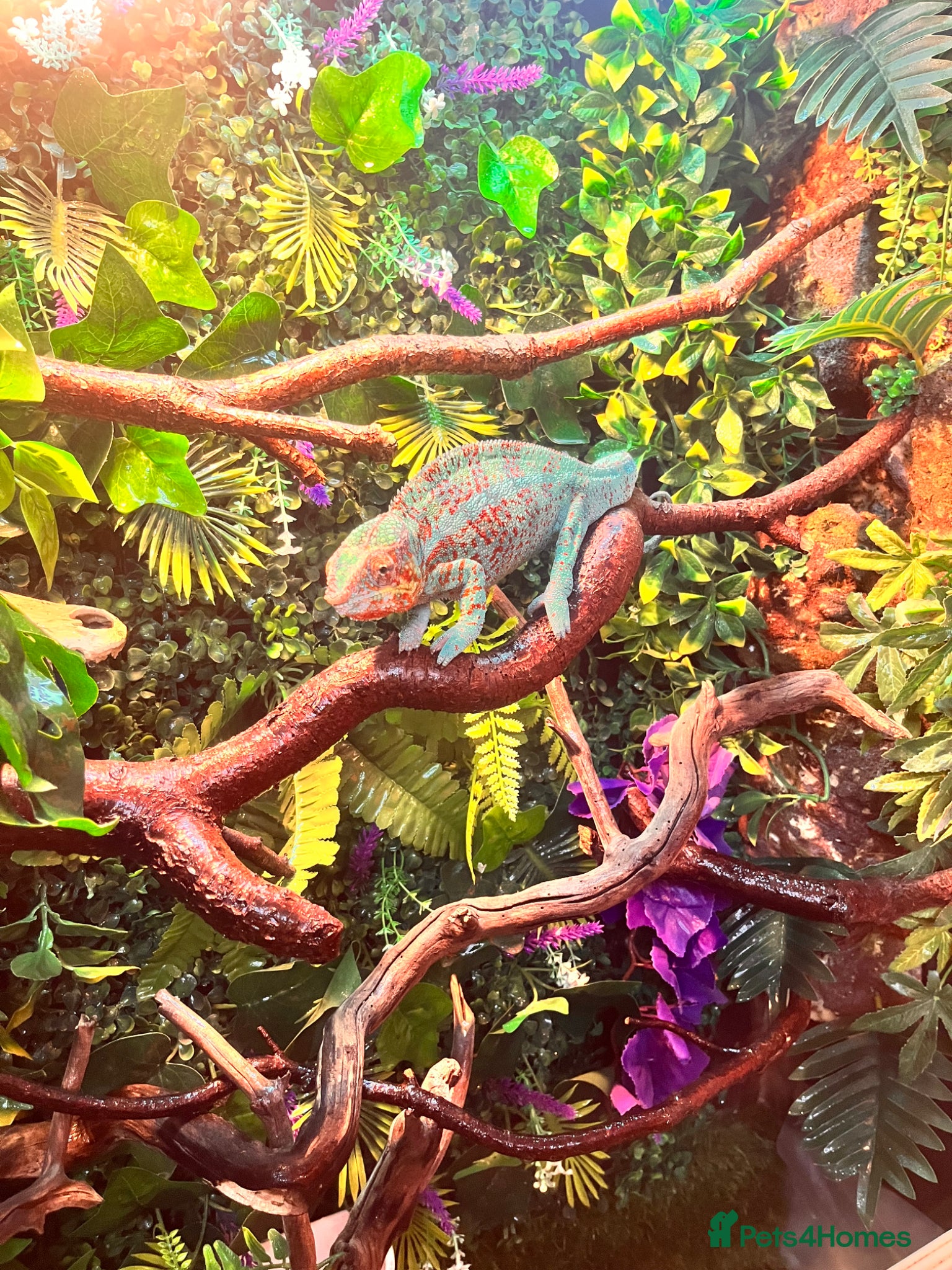 Chameleon reptiles Ambilobe Panther Chameleons  - Advert 1