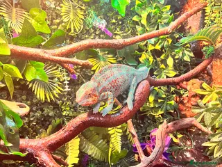 Chameleon reptiles Ambilobe Panther Chameleons - Advert 1