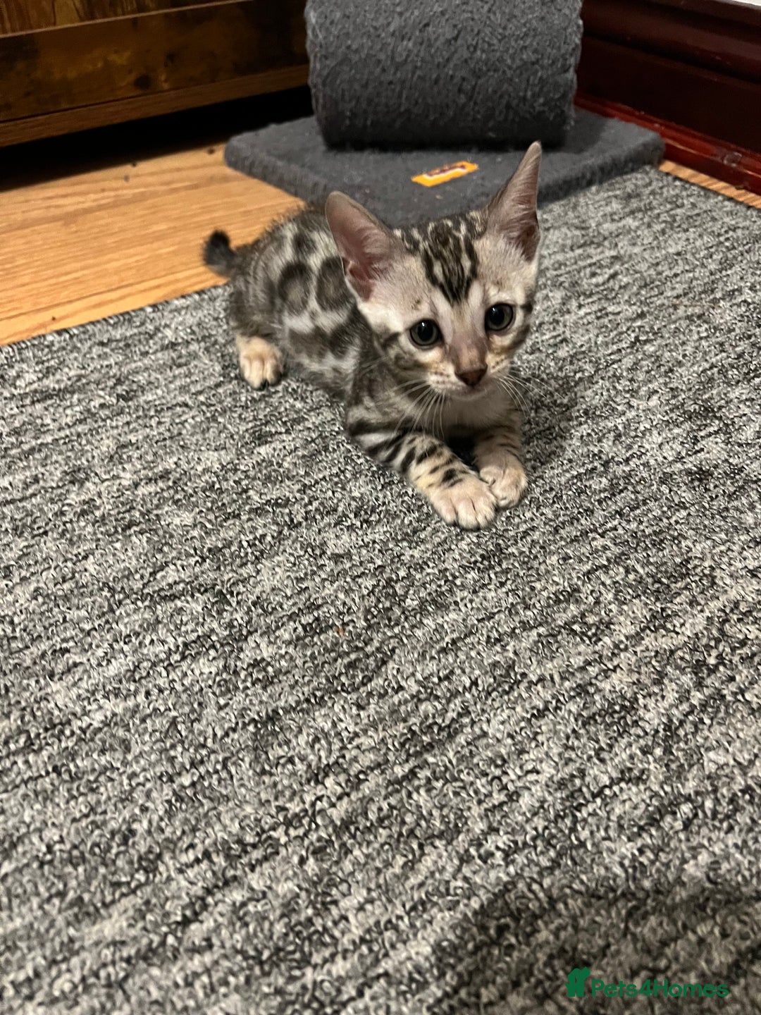 Bengal cats for sale: 🐾 TICA Registered Bengal Kittens 🐆🥰 - Image 20