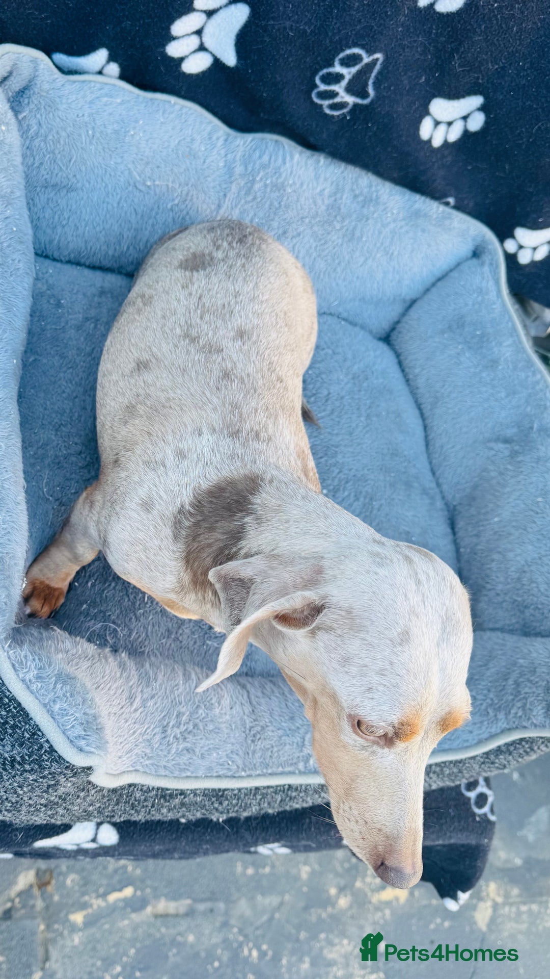 Miniature Dachshund dogs for sale: Miniature Dachshund - KC reg - Image 5
