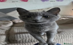 Mixed Breed cats for sale: Beautiful kittens  - Image 27