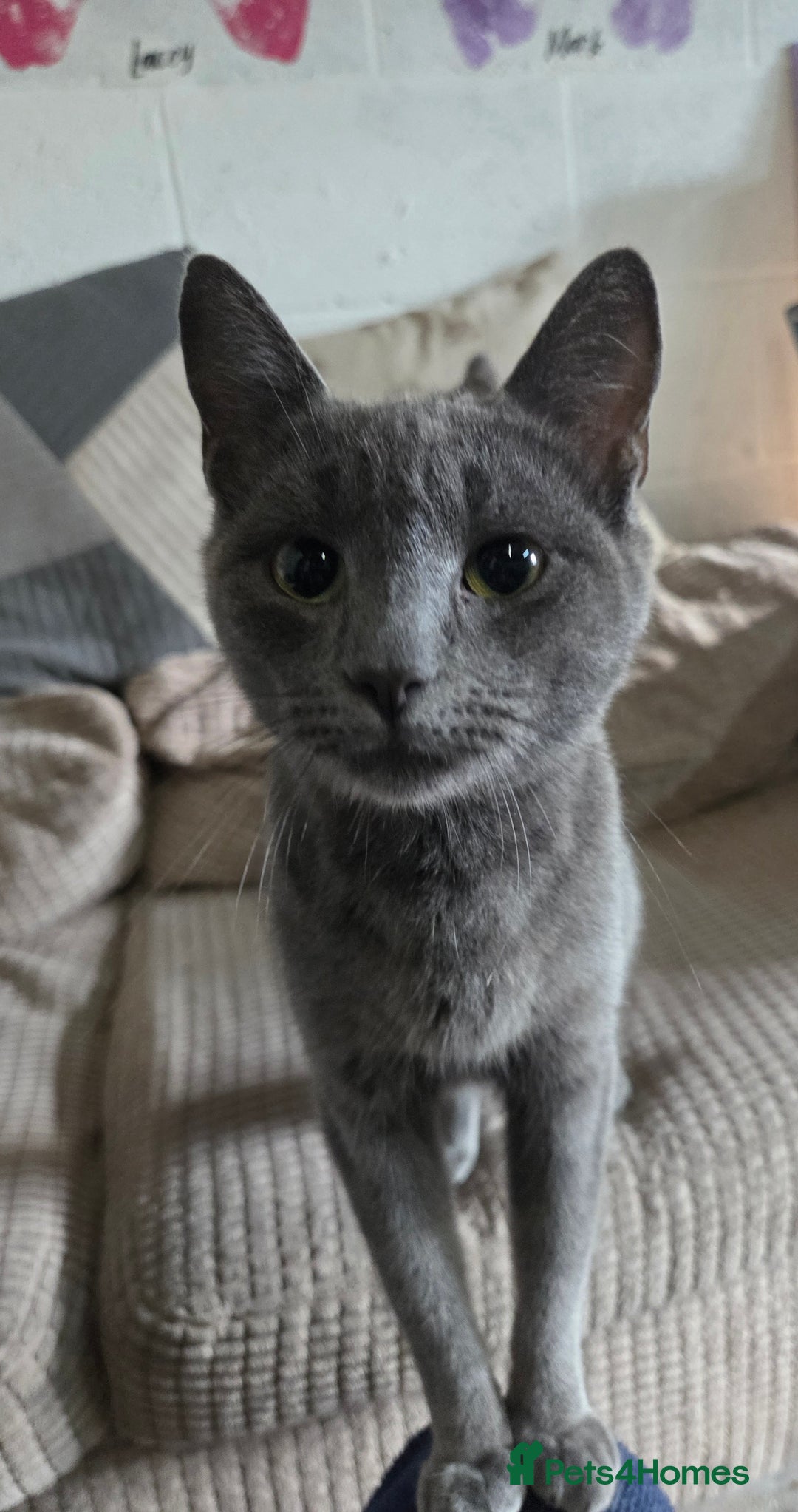 Mixed Breed cats for sale: Beautiful kittens  - Image 27
