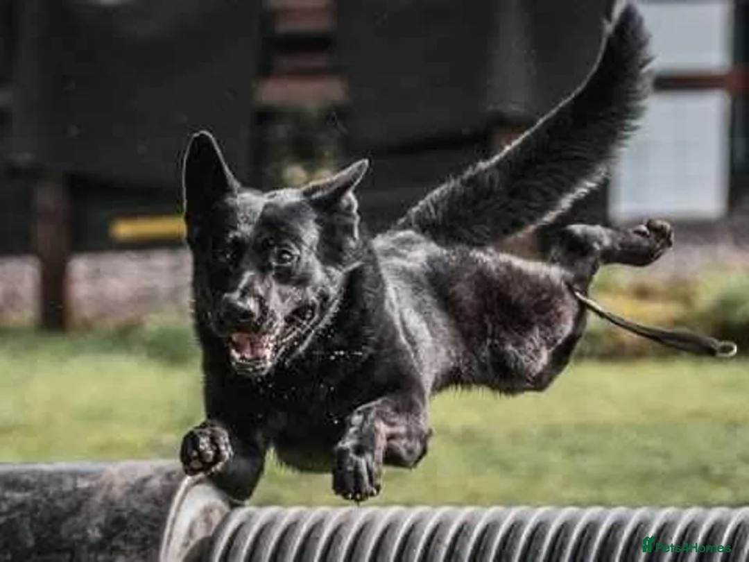 German Shepherd dogs for stud: Top Quality German Shepherd Dog at Stud in Liverpool - Advert 2