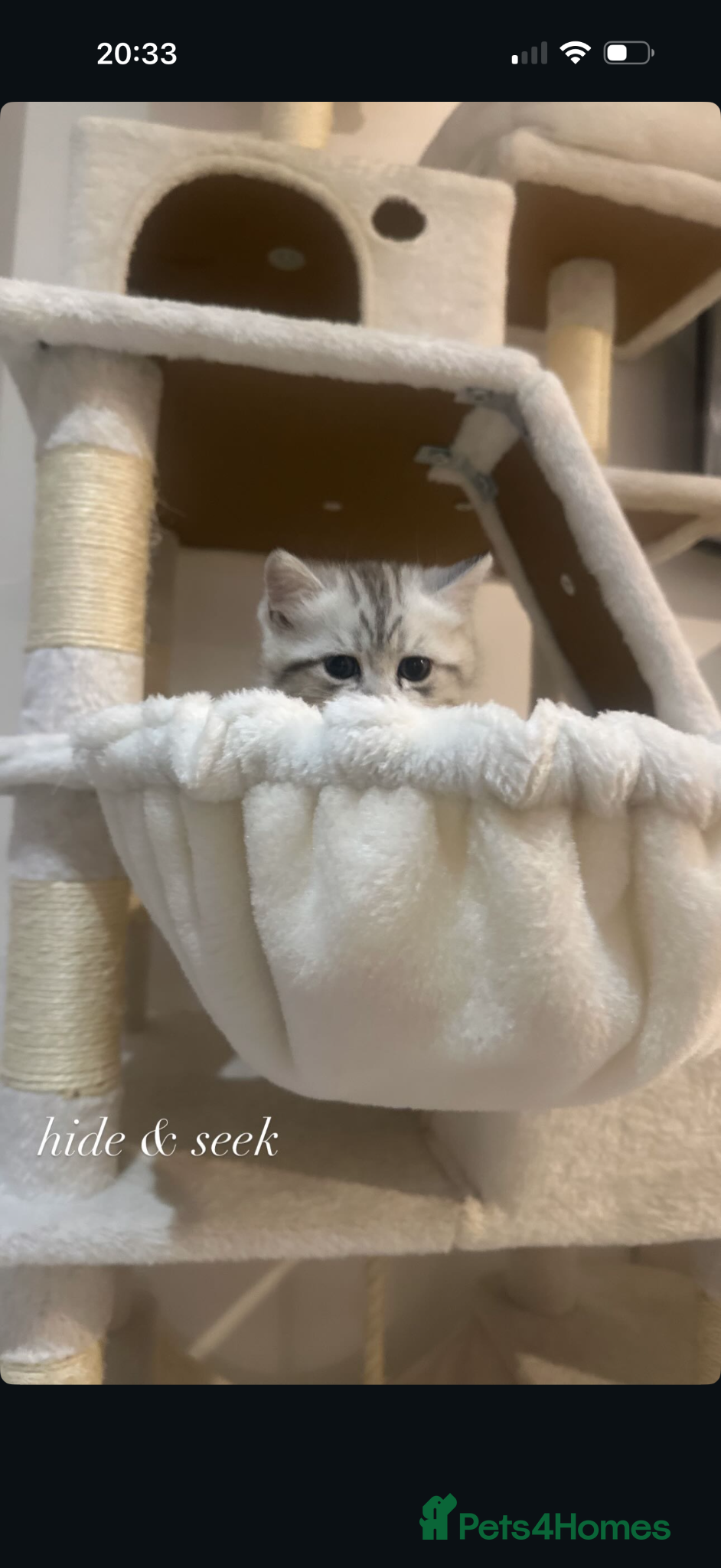 Persian cats Chinchilla Persian kitten Snow Boy  - Advert 1