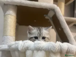 Persian cats Chinchilla Persian kitten Snow Boy - Advert 1