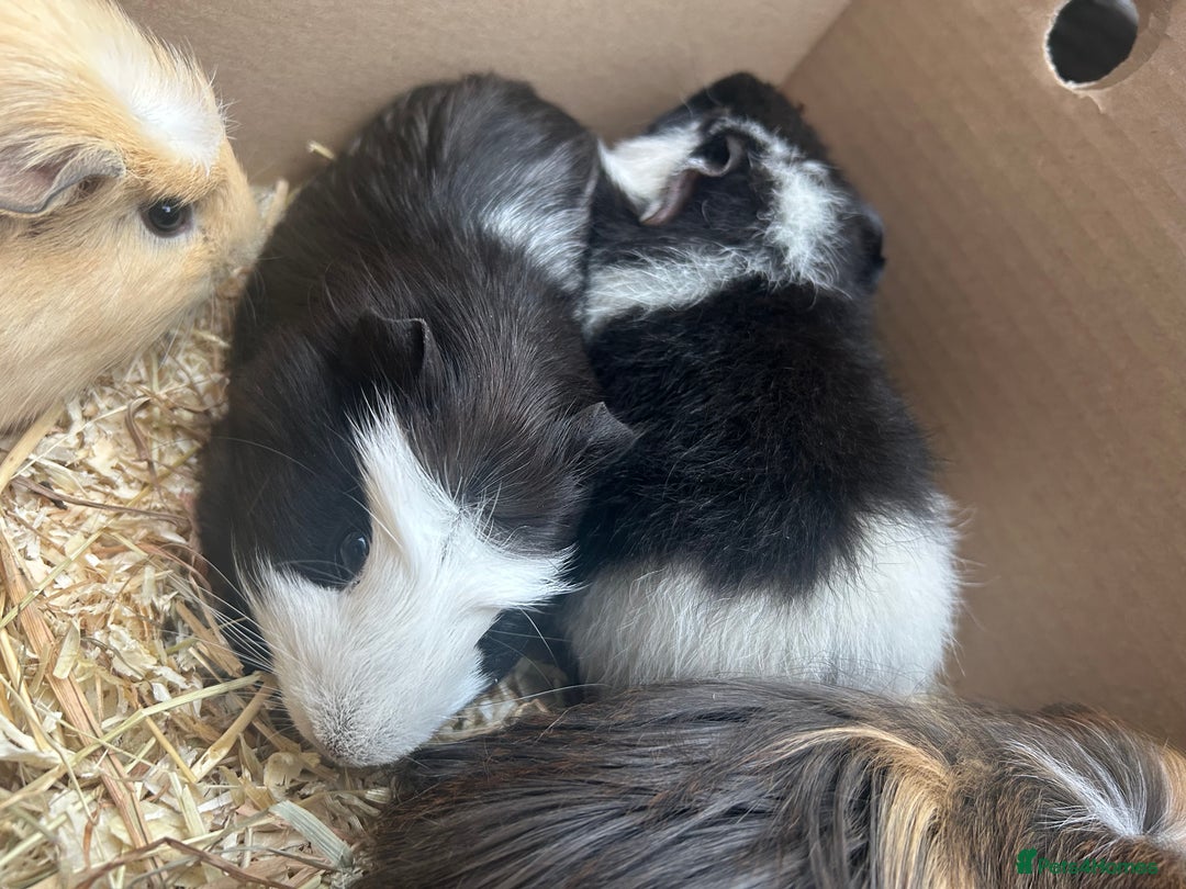 Guinea Pig rodents for sale: Guinea pigs & full set up for rehoming  - Image 4