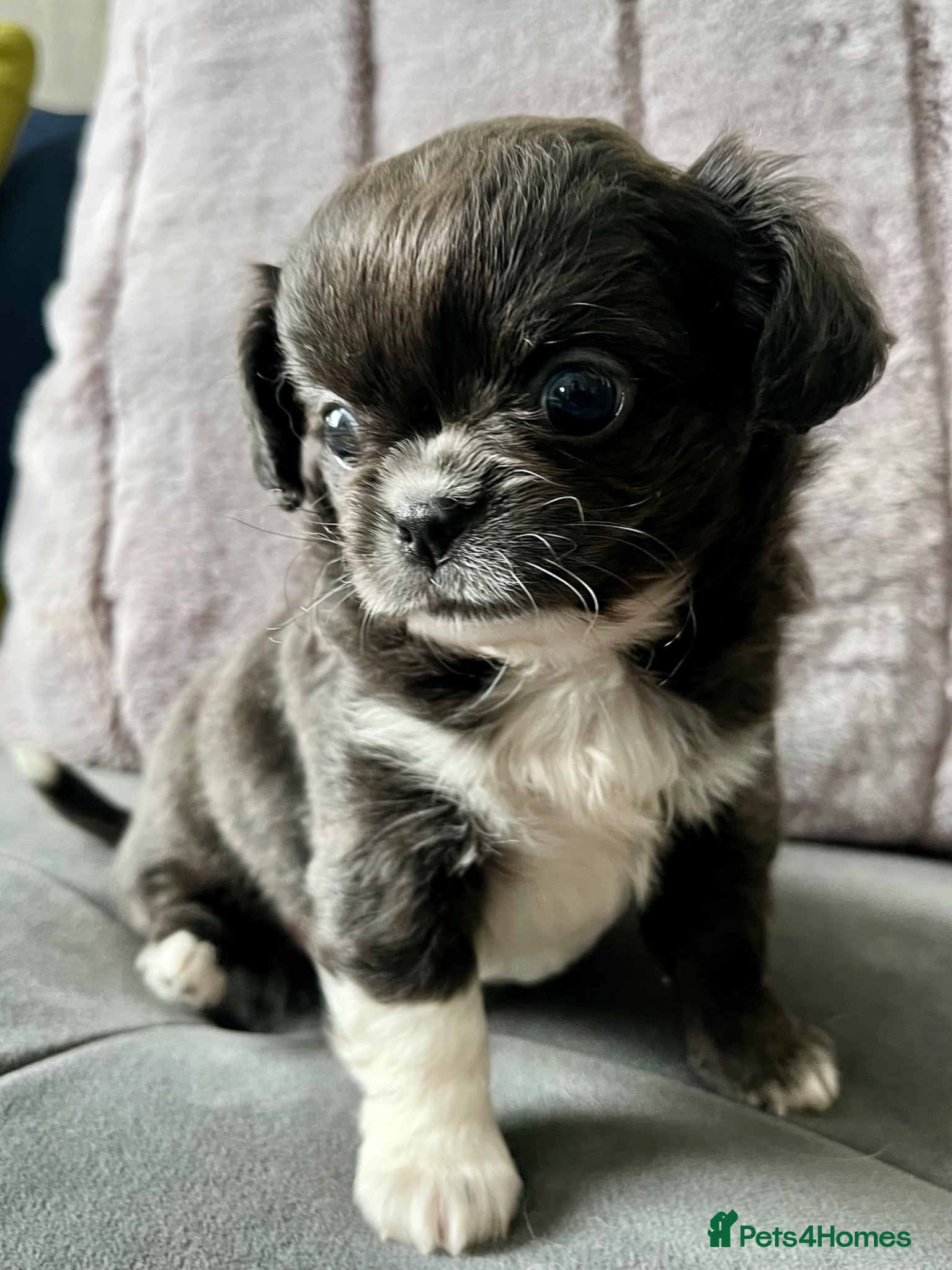 Chihuahua dogs READY NOW KC CHIHUAHUAS BOY - Advert 2