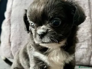 Chihuahua dogs READY NOW KC CHIHUAHUAS BOY - Advert 2