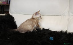 Bengal cats for sale: Beautiful Bengal kittens - Image 21
