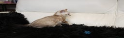 Bengal cats for sale: Beautiful Bengal kittens - Advert 17